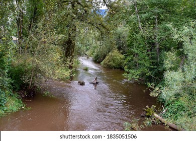 Issaquah Creek Viewed From Confluence Park.