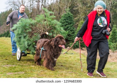 Issaquah, WA, USA - December 2, 2018:   Senior Woman Leading Working Newfoundland Dog Pulling Tree At Christmas Tree Farm.