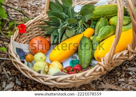 Issaquah, Washington State, USA. Basket of freshly harvested produce, including lemon and green cucumbers, yellow summer squash, strawberries and tomatoes.