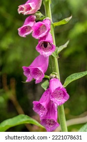 Issaquah, Washington State, USA. Common Foxglove (Digitalis purpurea) is a perennial or biennial, and has spikes of tubular flowers. A bumble bee is pollinating one of the blossoms. - Shutterstock ID 2221078631