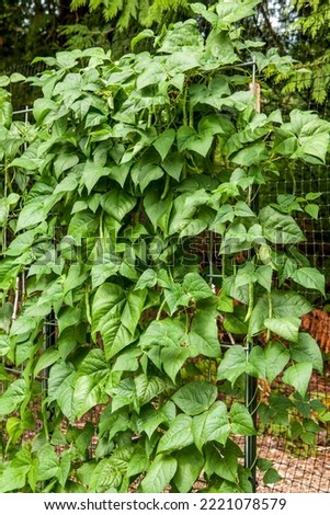 Issaquah, Washington State, USA. Malibu pole green beans have strong, healthy plants with Issaquah, Washington State, USA. tender, tasty pods and lots of them.