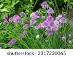 Issaquah, washington state, usa. over-wintered chive plants in blossom