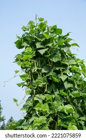 Issaquah, Washington State, USA. Pole green beans growing in abundance up a trellis. - Shutterstock ID 2221075859