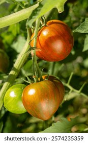 Issaquah, Estado de Washington, EE.UU. Tomates de cebra morada en la vid. Tomate híbrido indeterminado.
