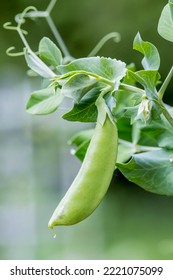 Issaquah, Washington State, USA. Snow Pea Plant Growing In A Garden