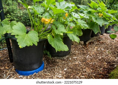 Issaquah, Washington State, USA. Summer Squash Growing In Containers.