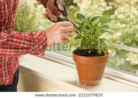 Issaquah, Washington State, USA. Woman trimming a leaf off of a Berggarten Sage herb plant resting on a windowsill. (MR)