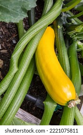 Issaquah, Washington State, USA. Yellow Straightneck Summer Squash On The Vine.