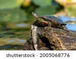 Issaquah, Washington, USA. Western Painted Turtle sunning on a log in Lake Sammamish State Park.