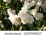 Istanbul, Türkiye, April 6, 2024: Daffodil flowers in Göztepe park, daffodil season, the natural beauty of daffodils.