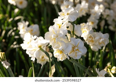 Istanbul, Türkiye, April 6, 2024: Daffodil flowers in Göztepe park, daffodil season, the natural beauty of daffodils. - Powered by Shutterstock