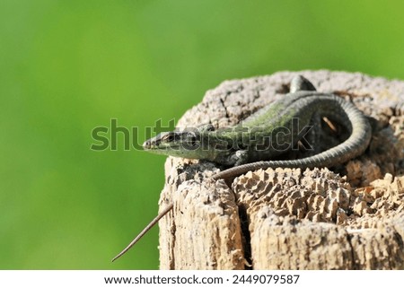 The Istanbul lizard or Italian wall lizard is a species of lizard belonging to the Lacertidae family. Podarcis siculus.