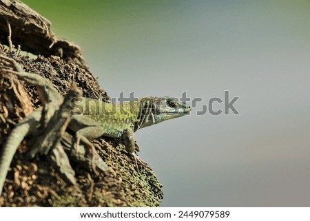 The Istanbul lizard or Italian wall lizard is a species of lizard belonging to the Lacertidae family. Podarcis siculus.