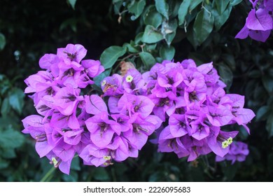 Istanbul Prince Islands, Burgazada Purple Flowers