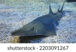 Istanbul whitespotted guitarfish in pool