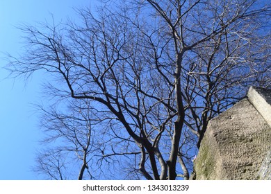 Istanbul,Eyupsultan/Turkey - 17 03 2019: Eyüpsultan Tree