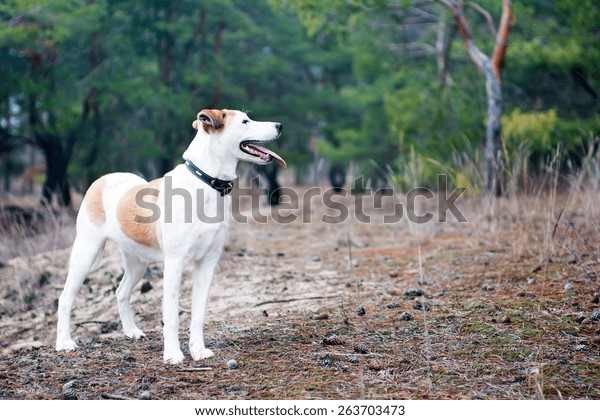 Istrian Shorthaired Hound Dog Standing Wood Stock Photo Edit Now