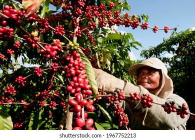 itabela, bahia, brazil - april 23, 2010: rural worker is seen during harvest of conilon coffee in the city of Itabela. 