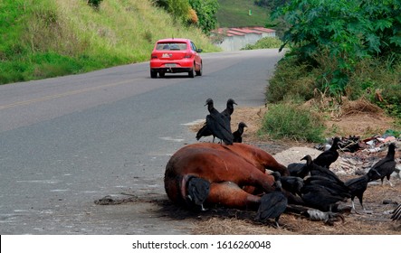 Dead Horse Hd Stock Images Shutterstock