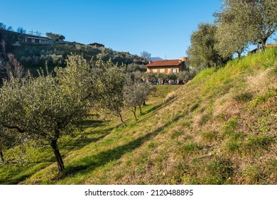 Italian Agritourism Dippend In Green Nature, Iseo Lake