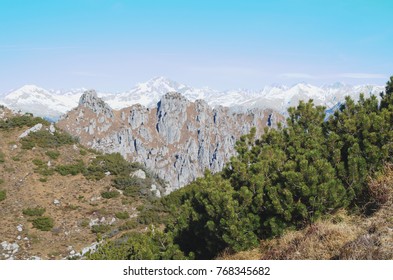 Italian Alps - Bergamasque Prealps And Plants Of Mountain Pine