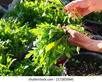 Italian arugula green leaves harvested in garden women. The girl collects bunch useful organic greens. Good harvest