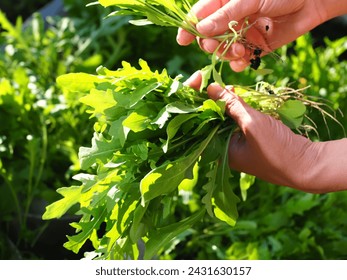 Italian arugula green leaves harvested in garden women. The girl collects bunch useful organic greens. Good harvest