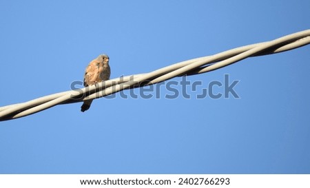Italian bird of prey called kestrel rests on high voltage cables