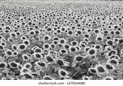 Italian Black And White Sunflowers