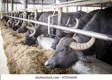 Italian buffalo breeding which produces mozzarella