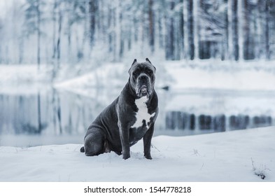 Italian cane Corso dog on winter landscape. Cane Corso gray sitting on the snow. - Shutterstock ID 1544778218