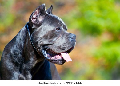 Italian Cane Corso dog in outdoor