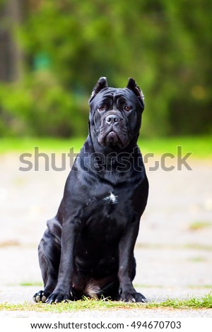 Cane Corso Dog Images