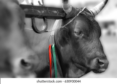 Italian cow in the rural farm, yoke of oxen in organic farming - Shutterstock ID 630930044