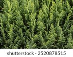 Italian cypress background or Mediterranean cypress background in close-up macro view shows green leaves of cypress plants as natural background and sustainable wallpaper with relaxing green colors