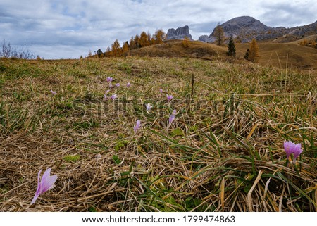 Similar – Image, Stock Photo PURPLE FLOWER Autumn