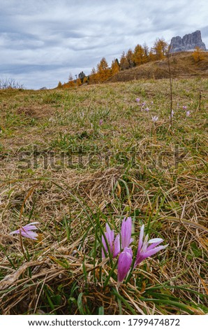 Similar – Image, Stock Photo Autumn crocus, Colchicum, autumnale