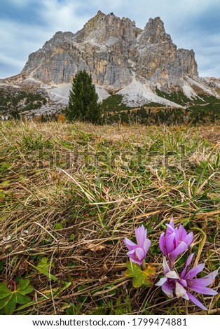 Similar – Image, Stock Photo Autumn crocus, Colchicum, autumnale