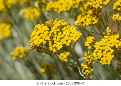 Italian everlasting yellow flowers - Latin name - Helichrysum italicum - Shutterstock ID 1835300476