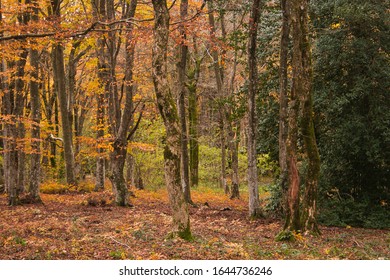 Italian forest  with autumn colors in Europe - Shutterstock ID 1644736246