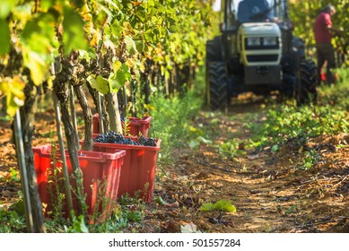 Italian Grape Harvest For Wine In Tuscany.