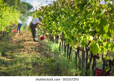 Italian Grape Harvest For Wine In Tuscany.