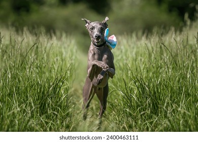 Italian Greyhound Dog - in action running and flying in a meadow with long grass looking very happy