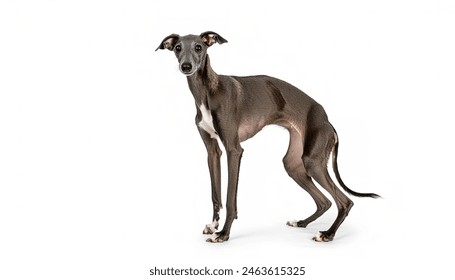 Italian Greyhound dog - Canis lupus familiaris - is an Italian breed of small sight hound. It was bred to hunt hare and rabbit, but is kept mostly as a companion dog. isolated on white background - Powered by Shutterstock