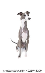 Italian Greyhound Grey Images, Stock 