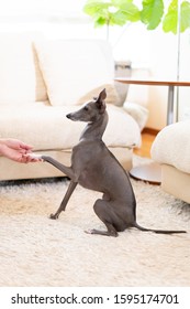 Italian Greyhound Dog Shaking Hand.