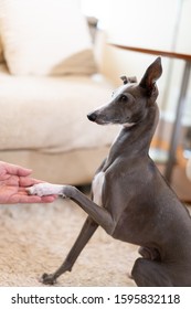 Italian Greyhound Dog Shaking Hand.