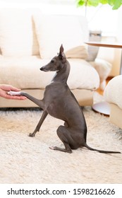 Italian Greyhound Dog Shaking Hand.