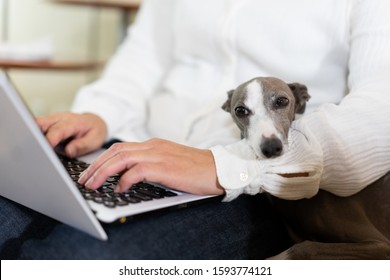 Italian Greyhound dog sitting on a sofa with owner - Shutterstock ID 1593774121