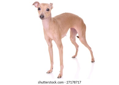 Italian Greyhound Isolated On White